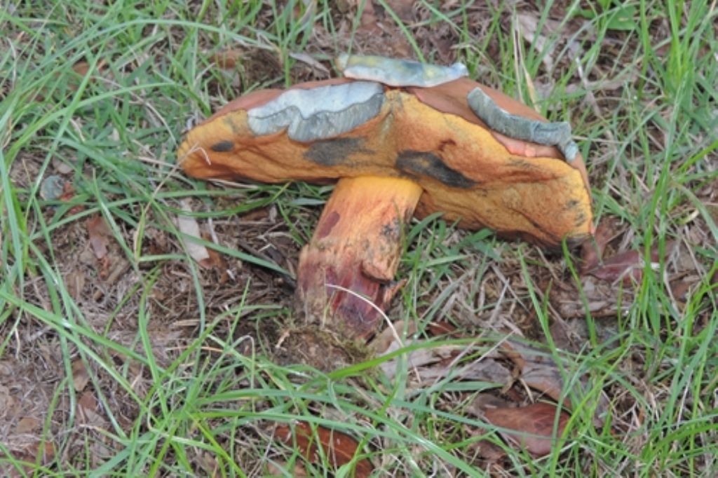 Boletus